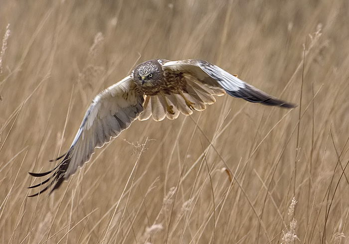 br.kiekendief in het riet.jpg